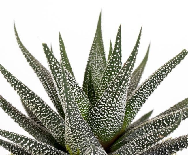 The Little Botanical - Wholesale Live Plant - Haworthia in Ceramic Pot for Indoor Décor30