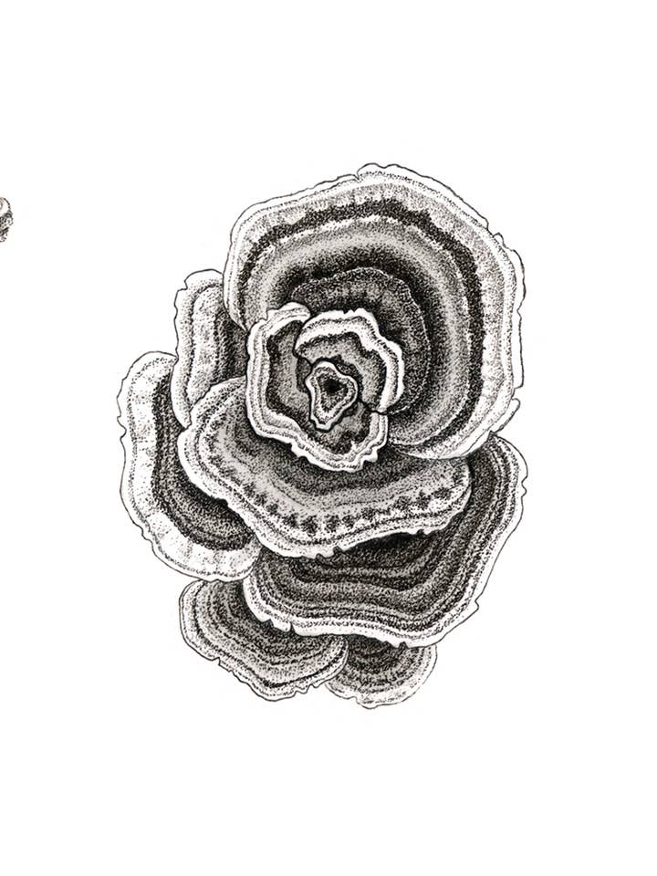 3 MUSHROOMS 6x12 for wholesale by InkWell Spectrum