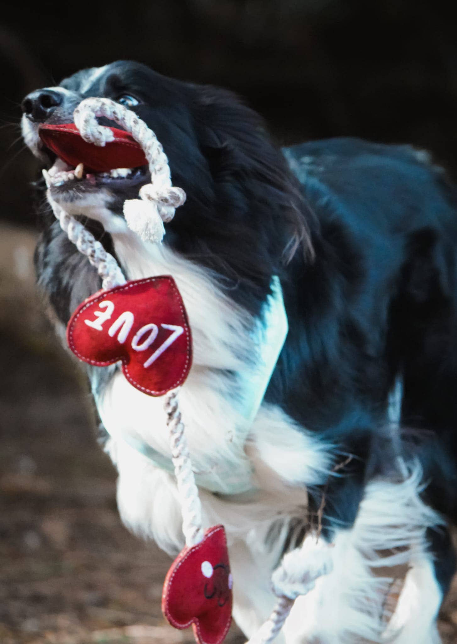 Aurora Paws - Wholesale Pet Rope Toy - Dog - Heart shaped Eco Dog Toy (Heart strings)6