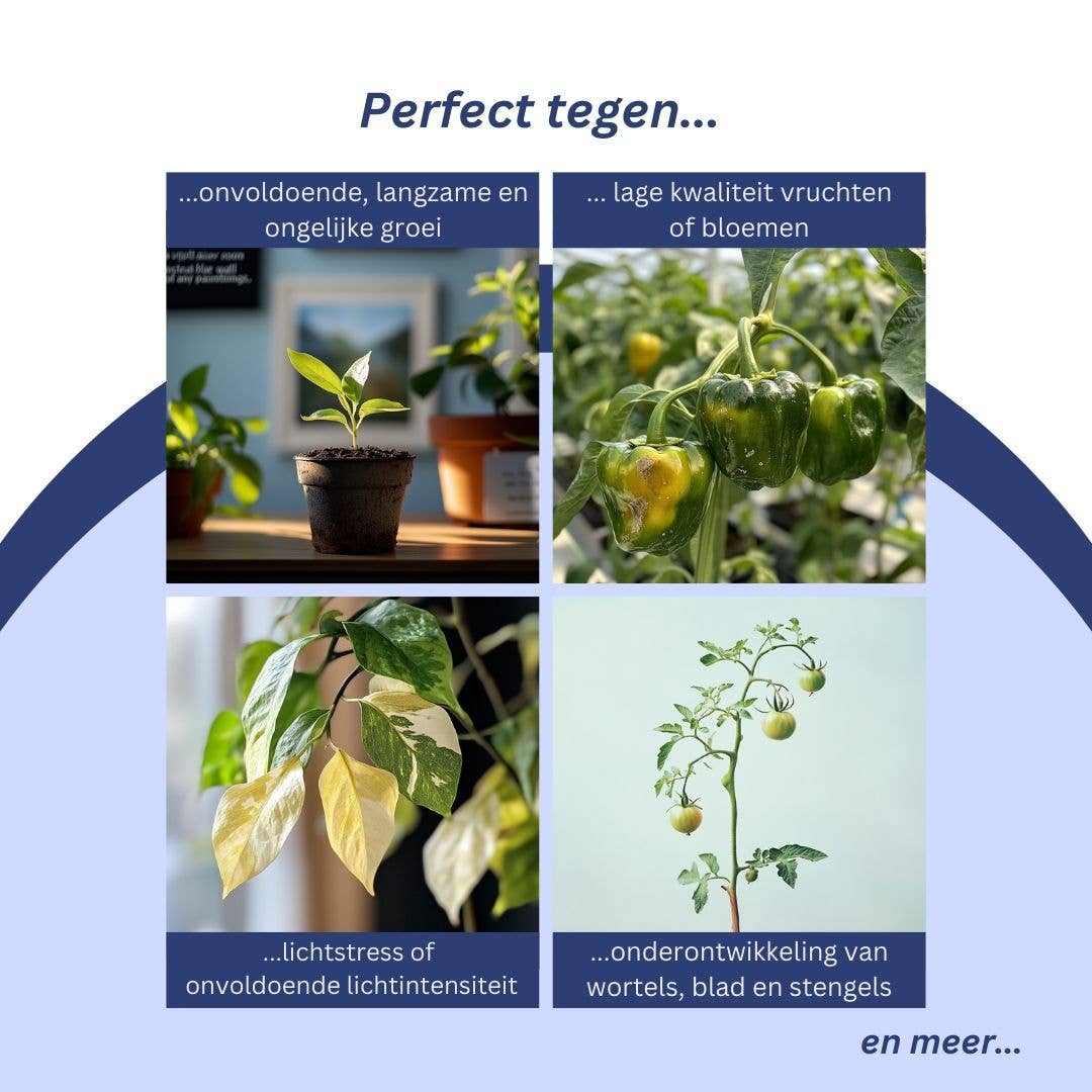 a sunny day – wholesale Ljuskrona/hängande ljus – 1000 watt tillväxtlampa med fullt spektrum, 31x21 cm1