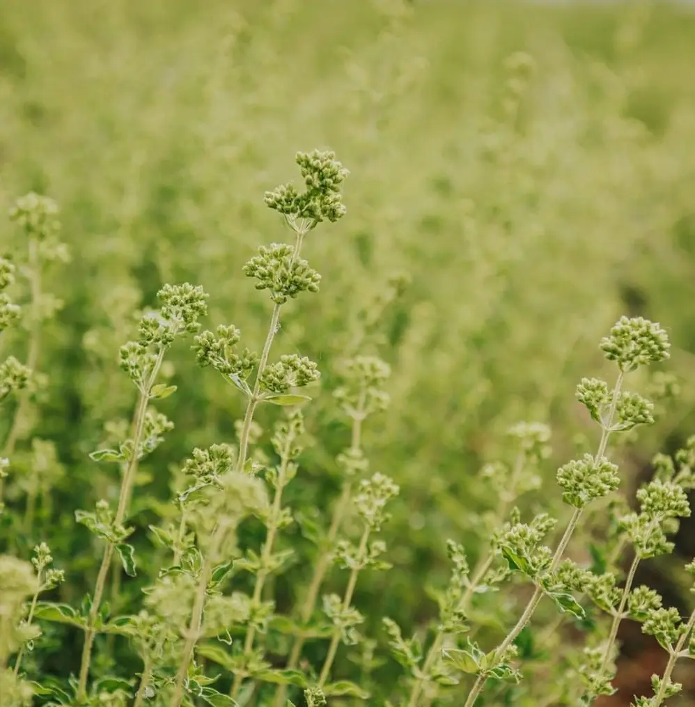 SEVEN SENSES ORGANIC - Wholesale Loose Tea - 1 lb Bulk Organic Greek Oregano Tea: Natural Dried Oregano1