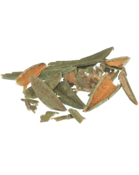 Boreal Heartland - Vente Sachets de thé - Sachets de thé Labrador1