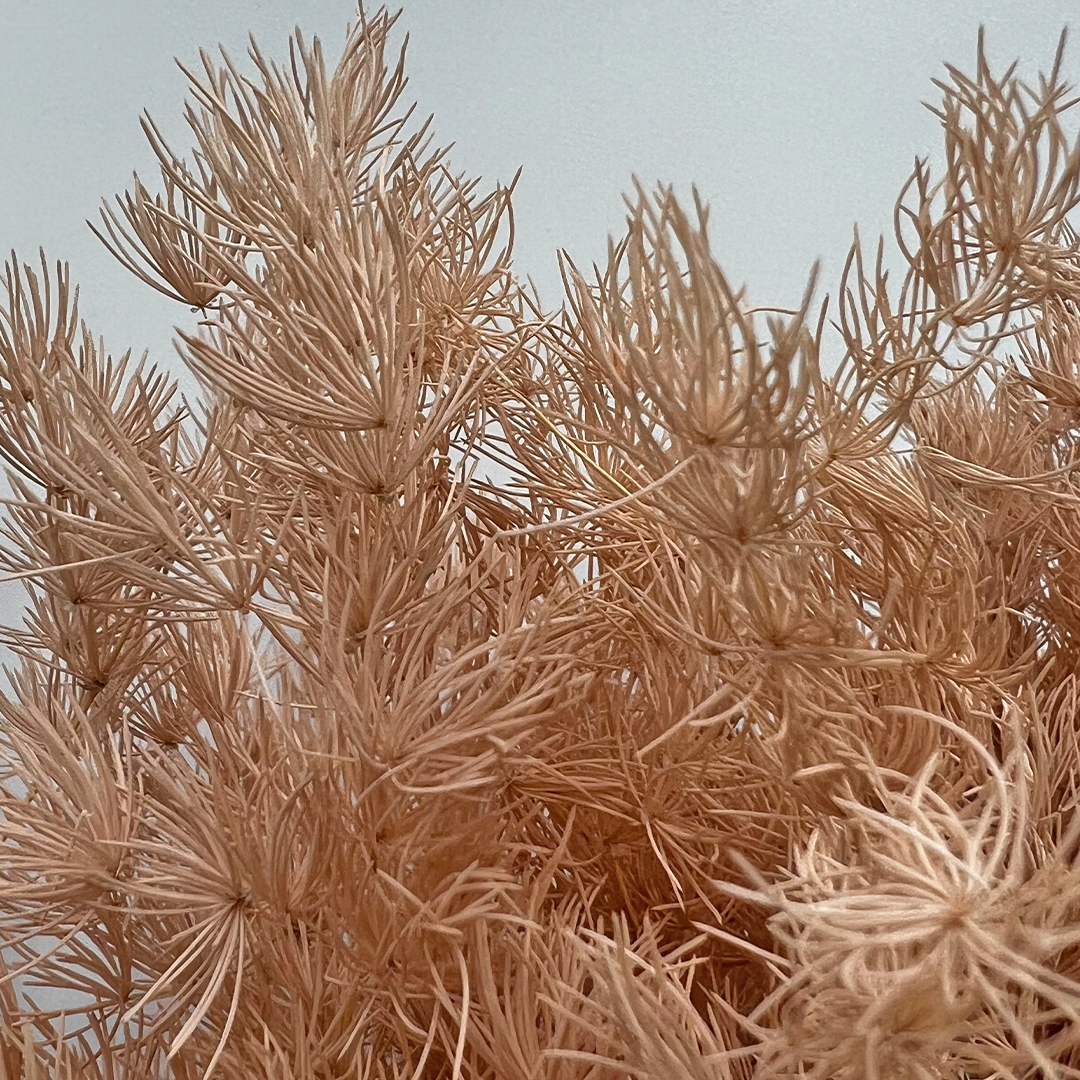 2626 Designs - Venta al por mayor Flores secas/prensadas - Helecho Espárrago Preservado, de 30 a 50 cm de largo8