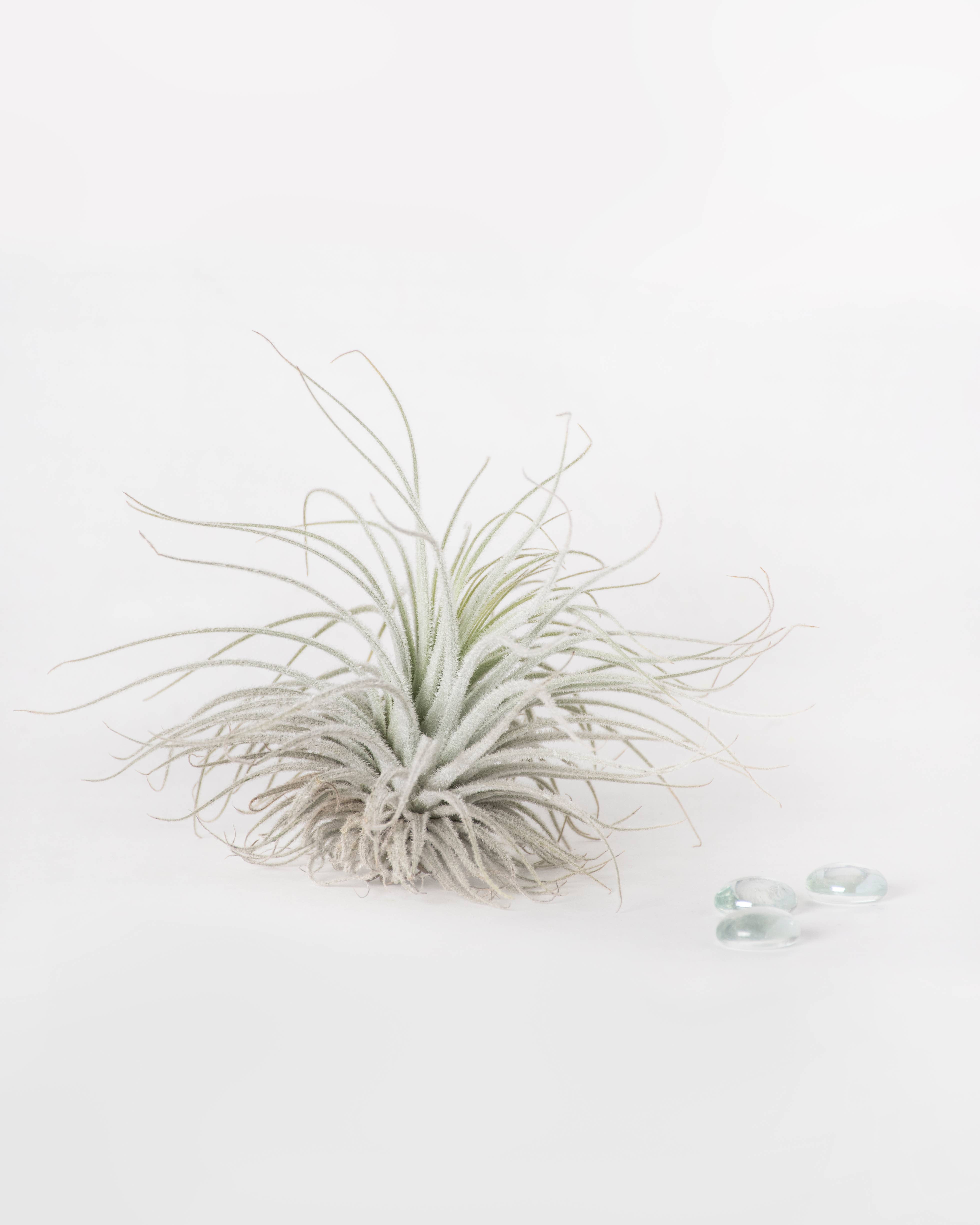 SuperMoss - Wholesale Live Plant - Tillandsia Tectorum Ecuador Air Plant1