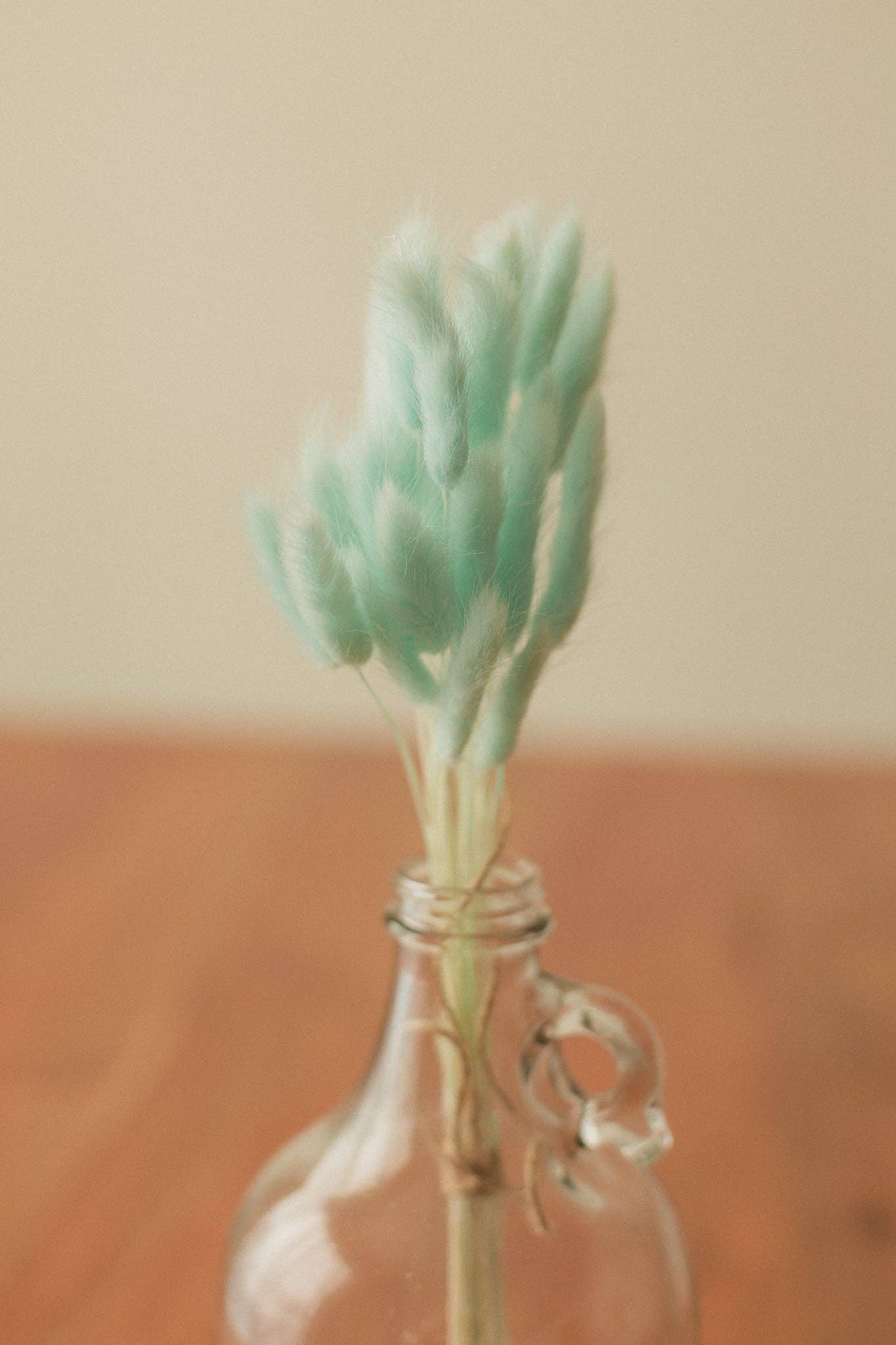 Eucalypt Co. - Venta al por mayor Flores secas/prensadas - Colas de conejo preservadas17