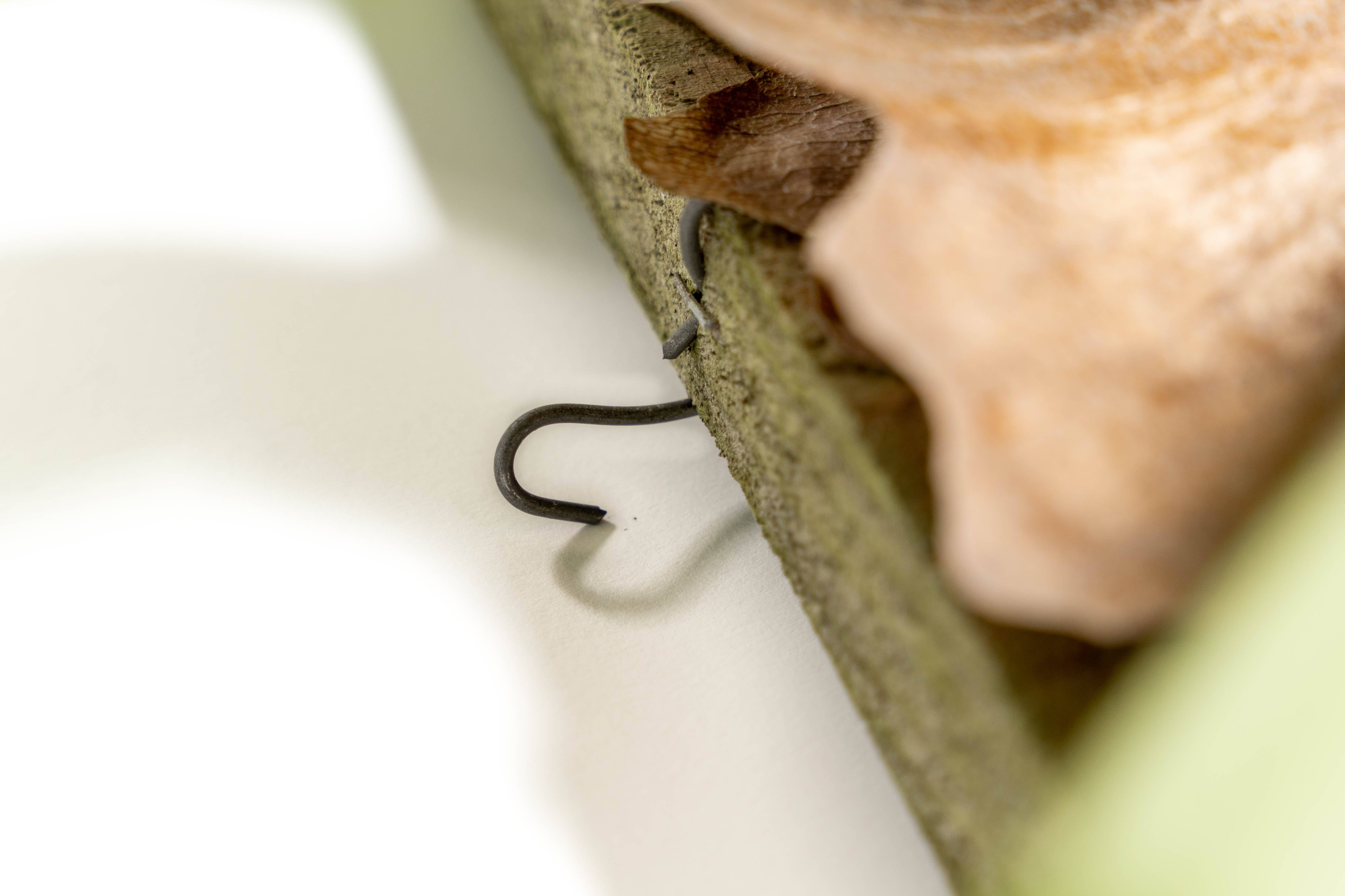 Air Plant Shop - Wholesale Live Plant - Staghorn Fern Mounted on a Cedar Plank3
