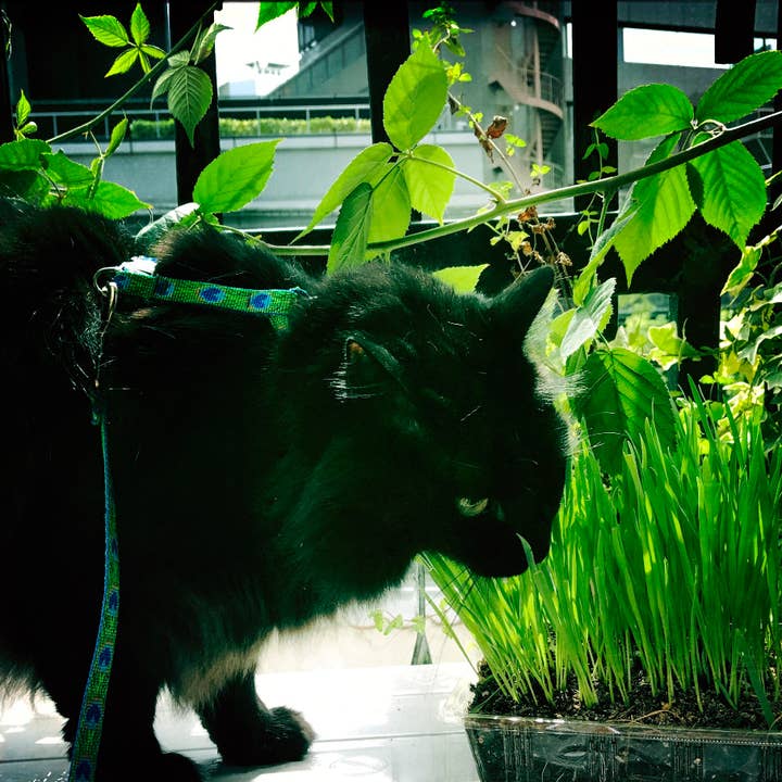 lotusleafaltars - Wholesale Pet treats – Cat - Organic Cat Grass - Seeds & Grow Guide - For Pets4