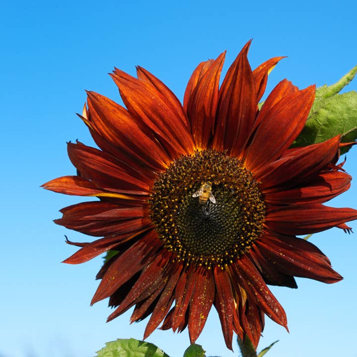 lotusleafaltars - Wholesale Plant seeds - Young Gardener XL Seed Set - With colourful grow guides!14