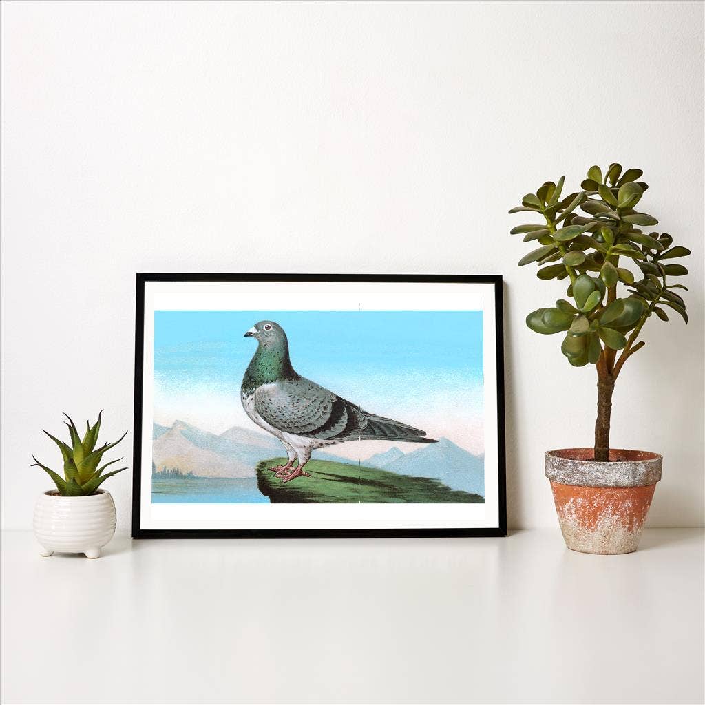 Found Image Press - Vendita all'ingrosso Stampa artistica - Stampa d'Arte BD-137 Piccione Fiero1