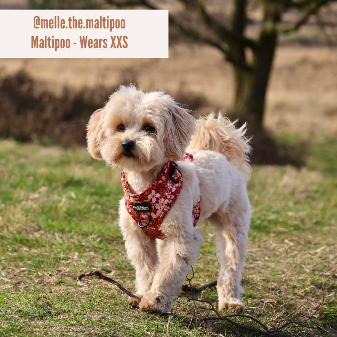 Pip and Palms - Wholesale Pet Harness - Dog - Dog Harness Fallen Flowers6