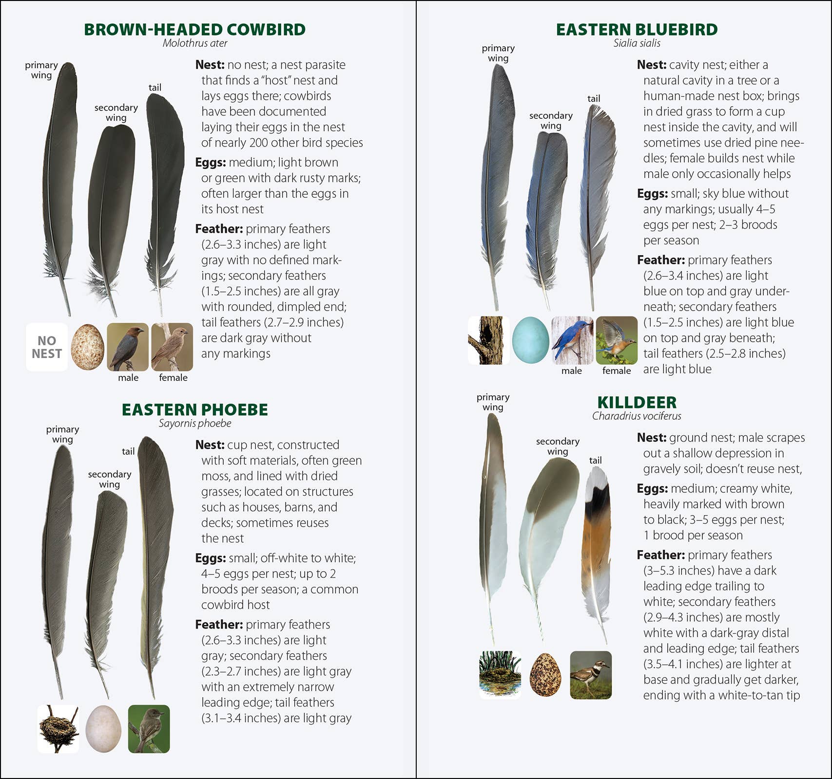 AdventureKEEN - Wholesale Nature & Outdoors - Bird Feathers & Eggs of the Midwest Quick Guide13