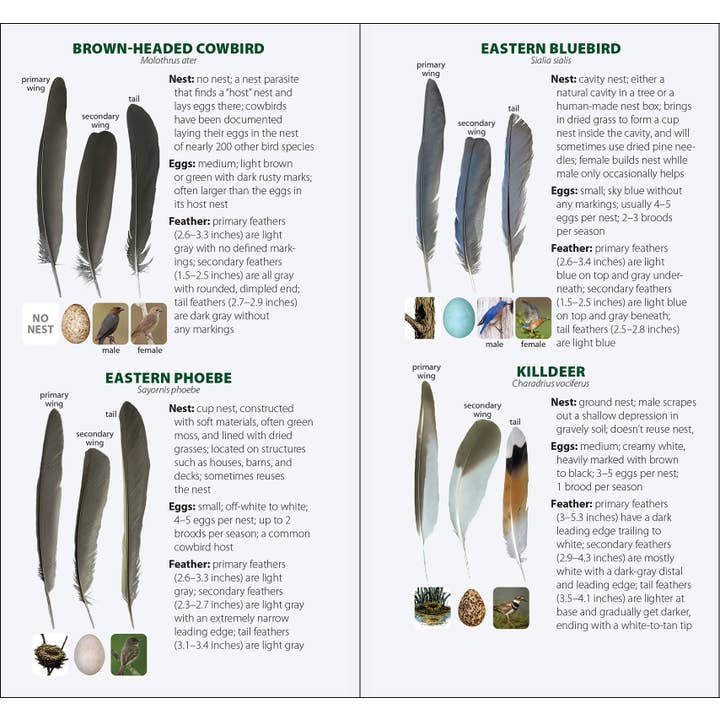 AdventureKEEN - Wholesale Nature & Outdoors - Bird Feathers & Eggs of the Midwest Quick Guide13