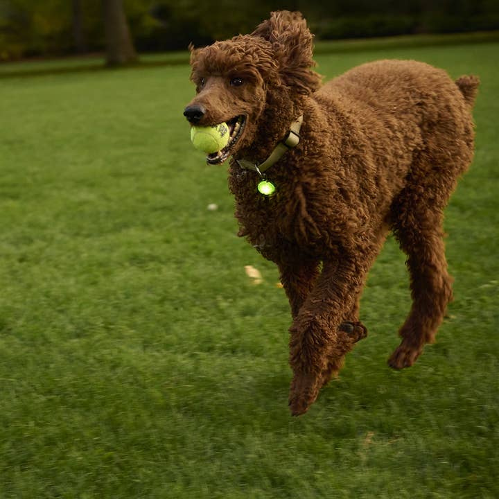 Pet Palette Distribution - Wholesale Pet Collar - Cat/Dog - Nite Ize SpotLit® Rechargeable Collar Light - Green5