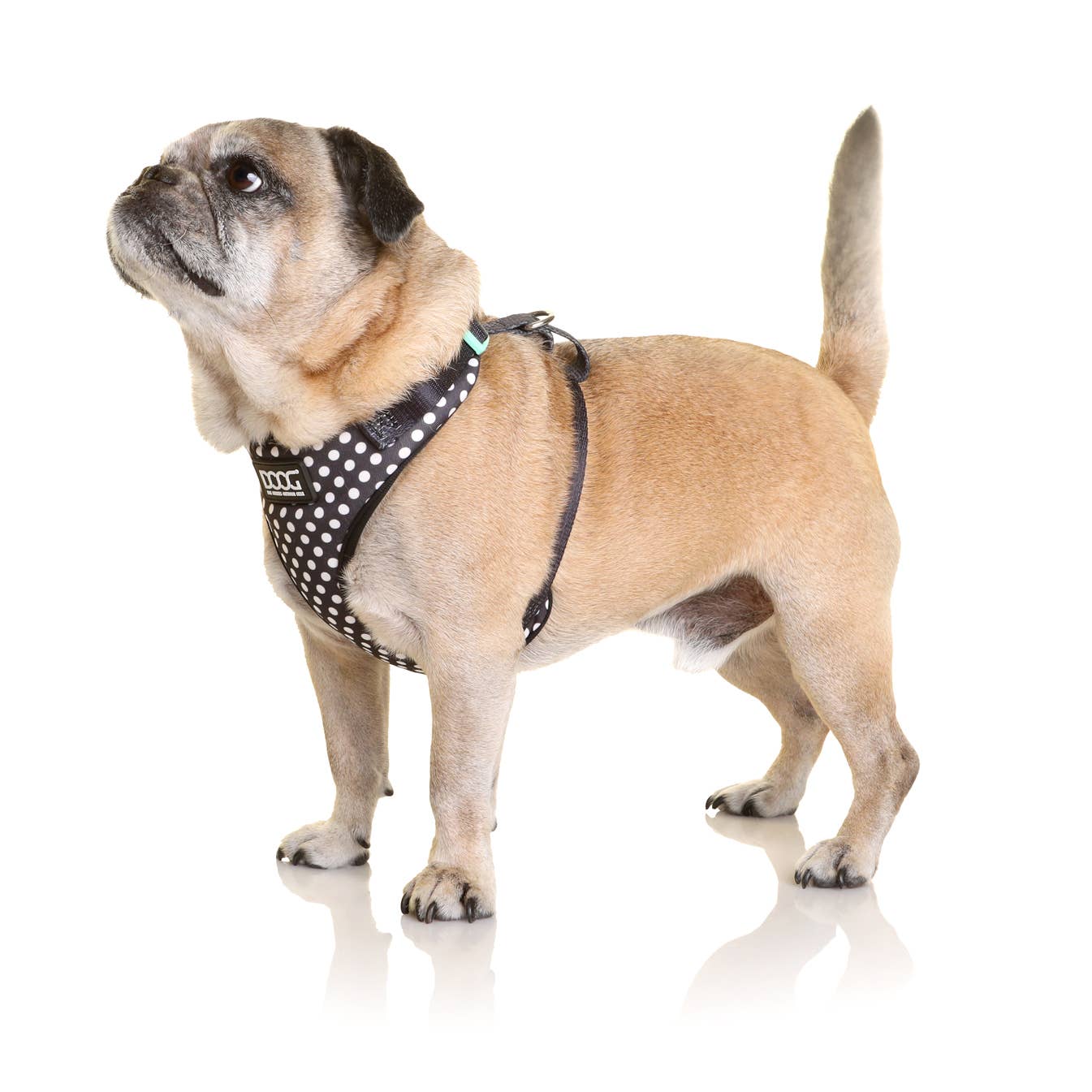 Arnés ajustable para perros con forma de corazón para perros pequeños, sin  tirar al por mayor para tu tienda - Faire España