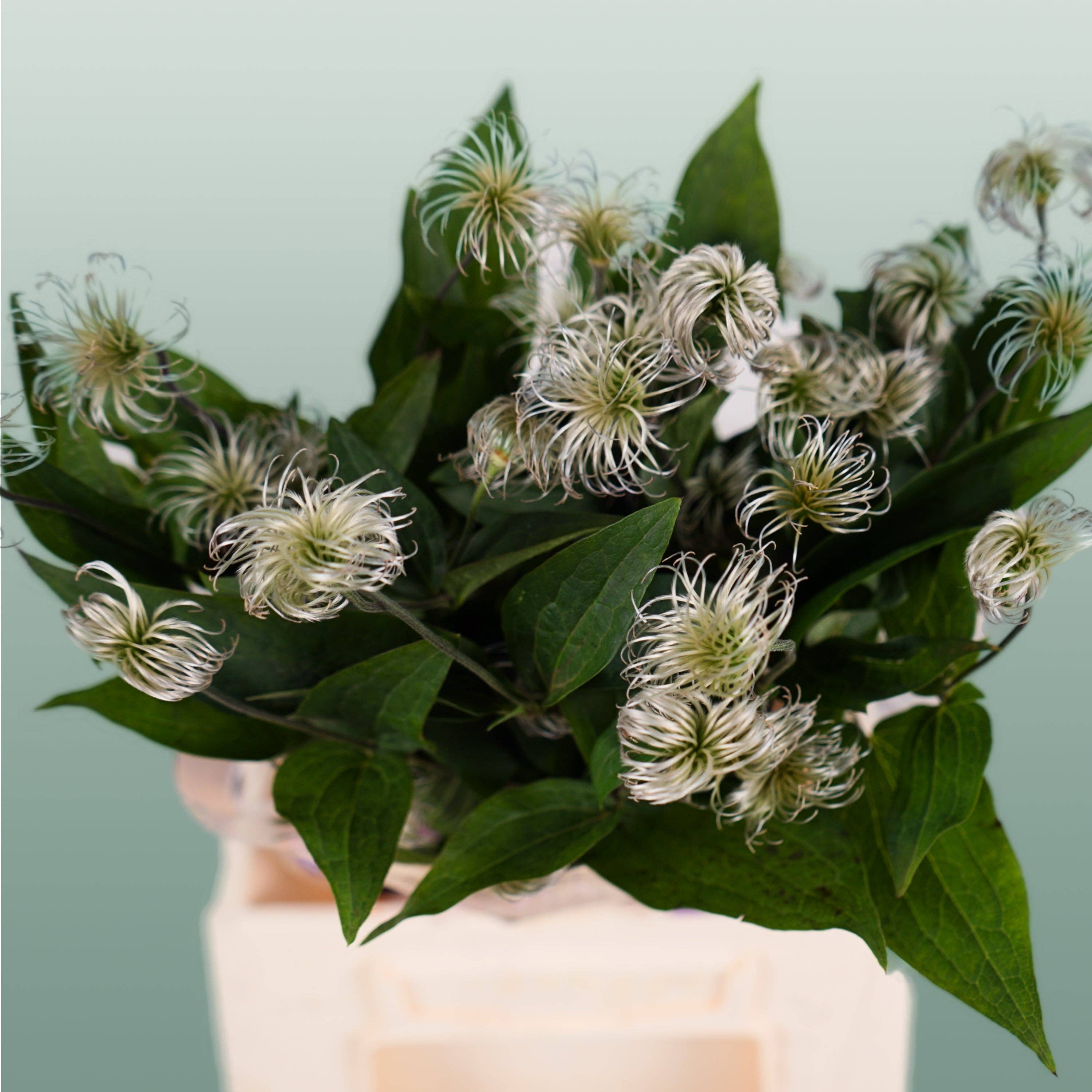 White Clematis Amazing Kibo (10 Stems) for wholesale on Faire2