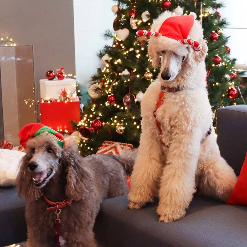 Croci - Wholesale Pet Costume - Cat/Dog - Dog hat - Christmas Santa'S Candy - Crosses1