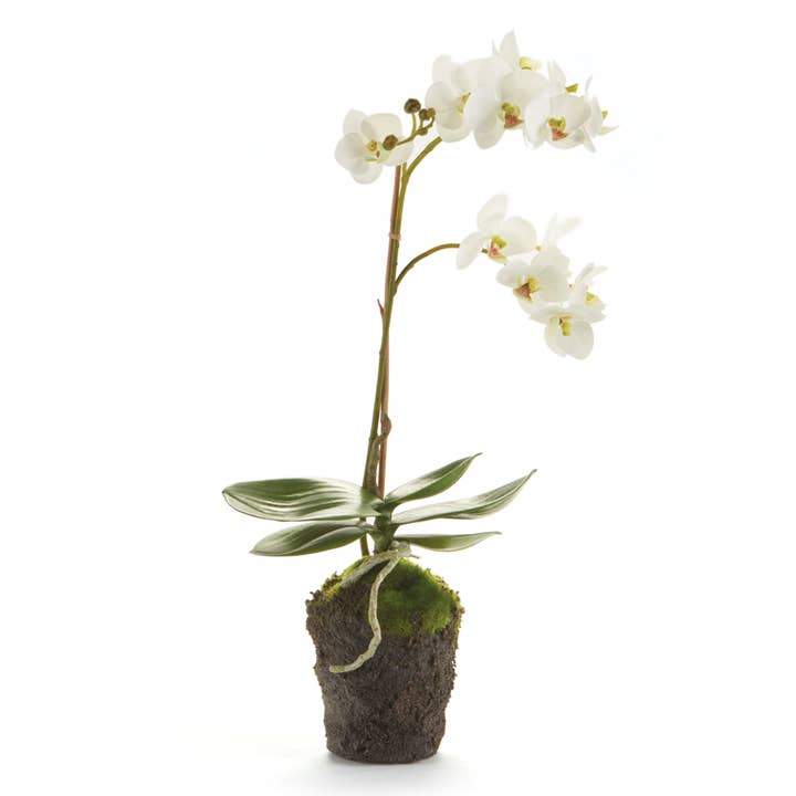 Napa Home & Garden – Großhandel Künstliche Blumen – Phalaenopsis Orchidee Drop-In 17"-Weiß