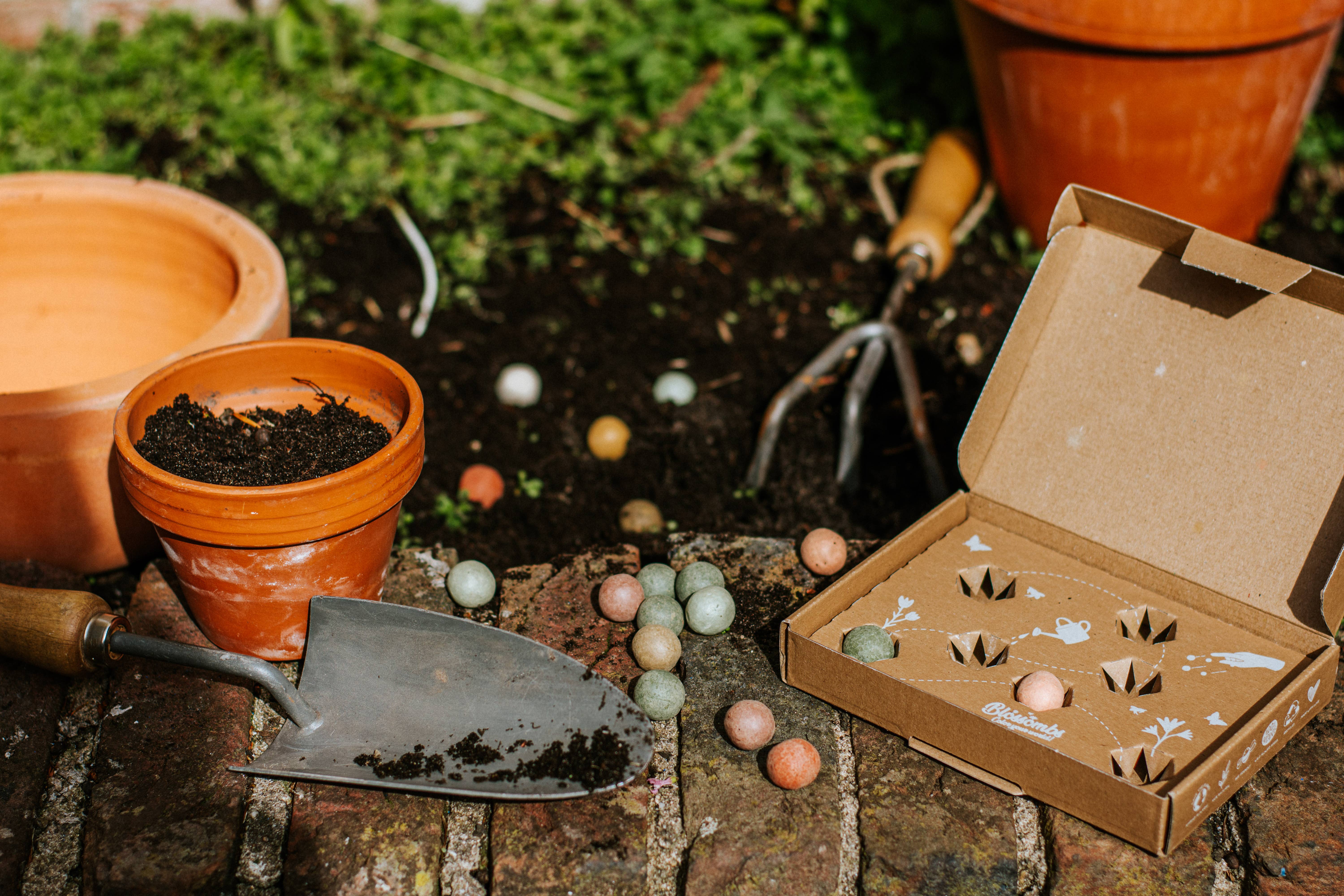 Blossombs - Vendita all'ingrosso Semi di piante - Regalo biologico « Dear Teacher » con 2 bombe di semi1