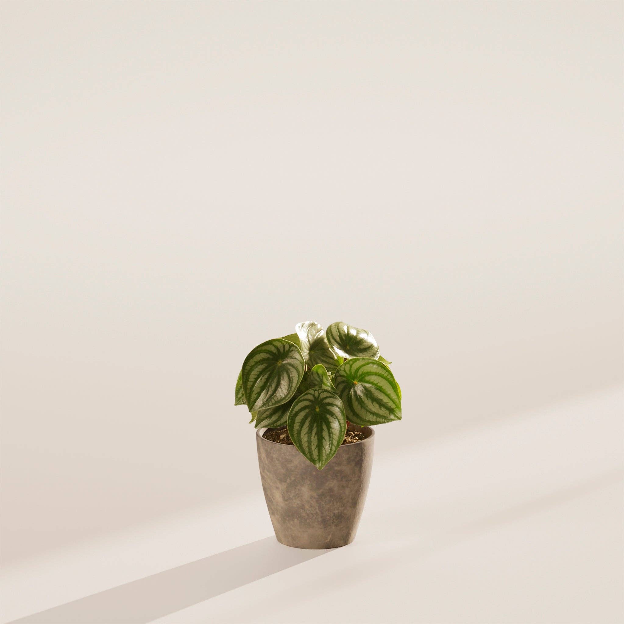 Lively Root - Wholesale Live Plant - Watermelon Peperomia8