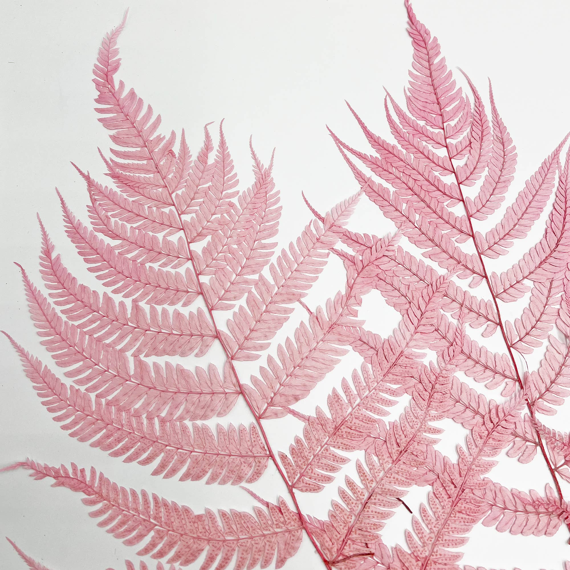 2626 Designs - Wholesale Dried/Pressed Flowers - Dried Preserved Fern 14"2