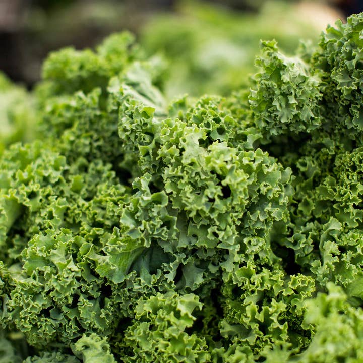 Vibe Foods - Wholesale Chips - Vibe Vegan Sour Cream & Green Onions Kale Chips3