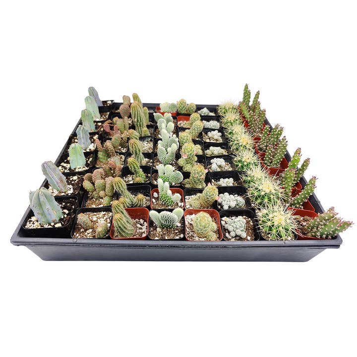 Best Plant Friend - Wholesale Live Plant - Cactus Wedding and Party Favors Tray - 64 Live Bulk Cacti