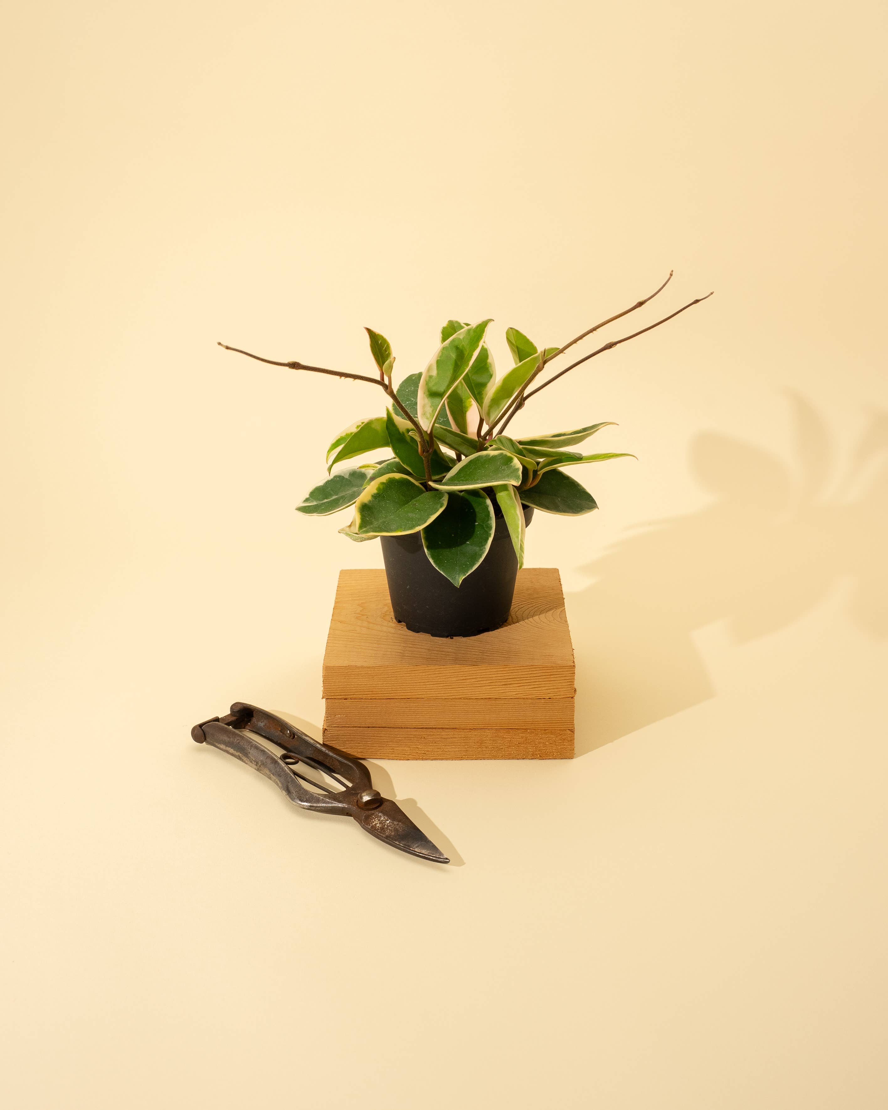 BWH Plant Co - Wholesale Live Plant - 4" Hoya 'Krimson Queen'1