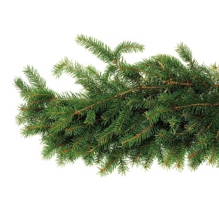 Fir, Balsam for wholesale by Healing Hollow