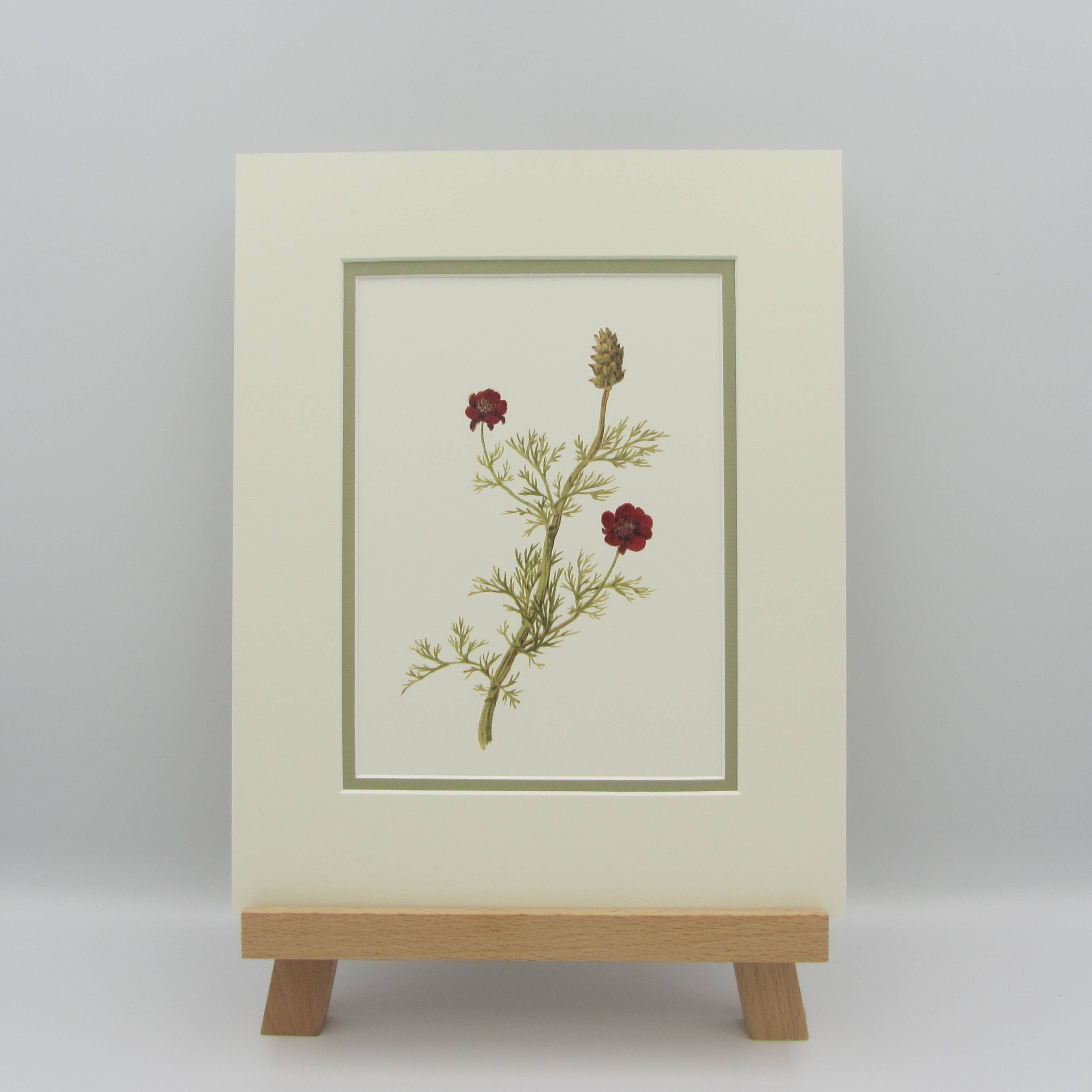 Sophia Davenport - Wholesale Art Print - Wildflower Watercolour Mounted A5 Prints0