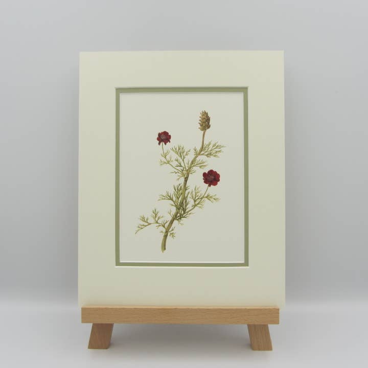 Sophia Davenport - Wholesale Art Print - Wildflower Watercolour Mounted A5 Prints