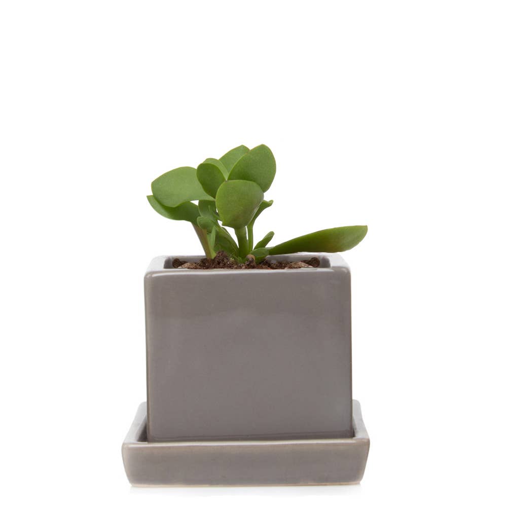 Chive - Wholesale Plant Pot - Cube Pot With Saucer And Drainage Hole 60 Plus Colors12