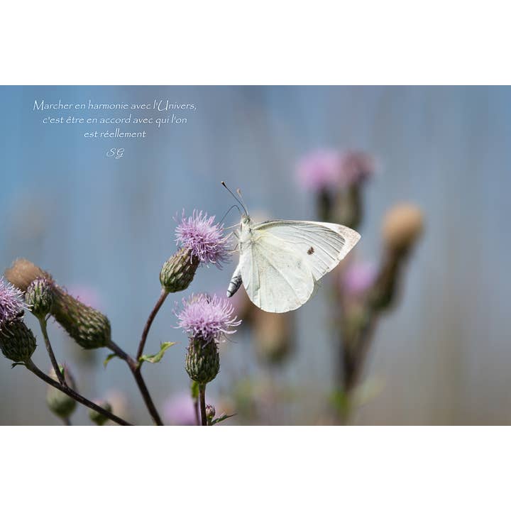 Equilibrio para venta al por mayor de L'Ecriture D'Un Regard