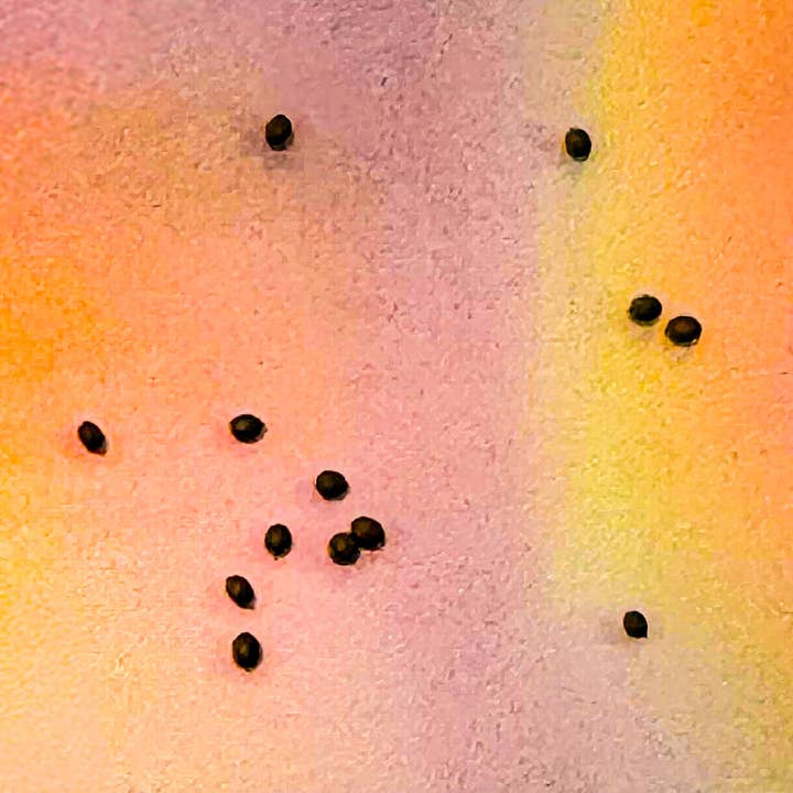 Blue Lotus Seeds for wholesale by Healing Herbals