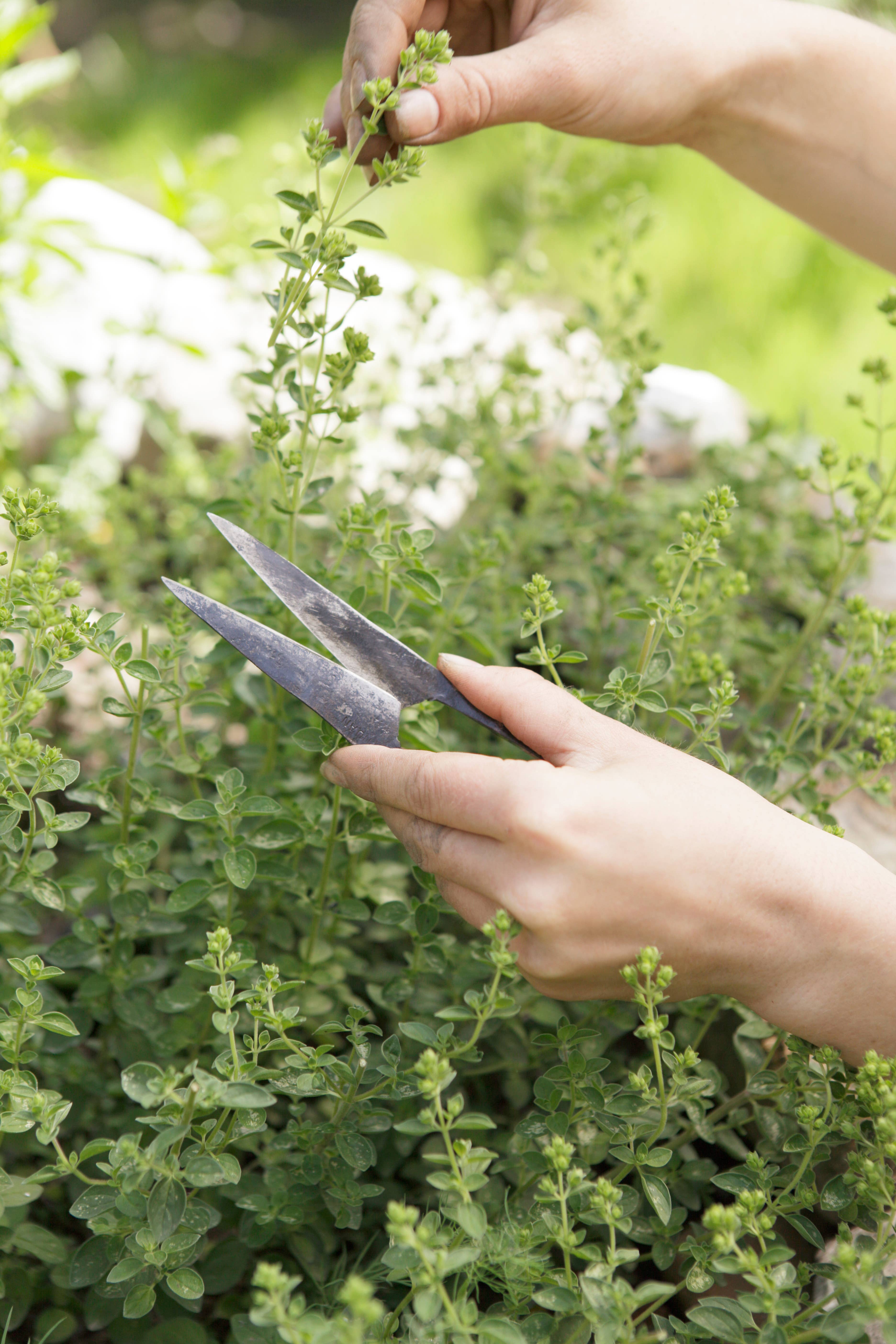 AUTHENTIC BLADES - Wholesale Scissors and Shears - AUTHENTIC BLADES MO, herb scissors, cutting length 4-8cm made of carbon steel2