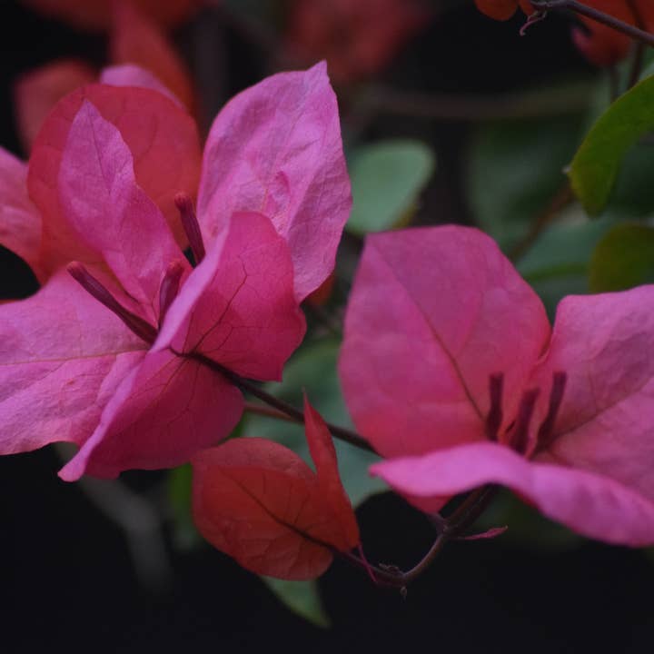 Bougainvillier 2 Impression A4 pour la vente par Red Berry Photos