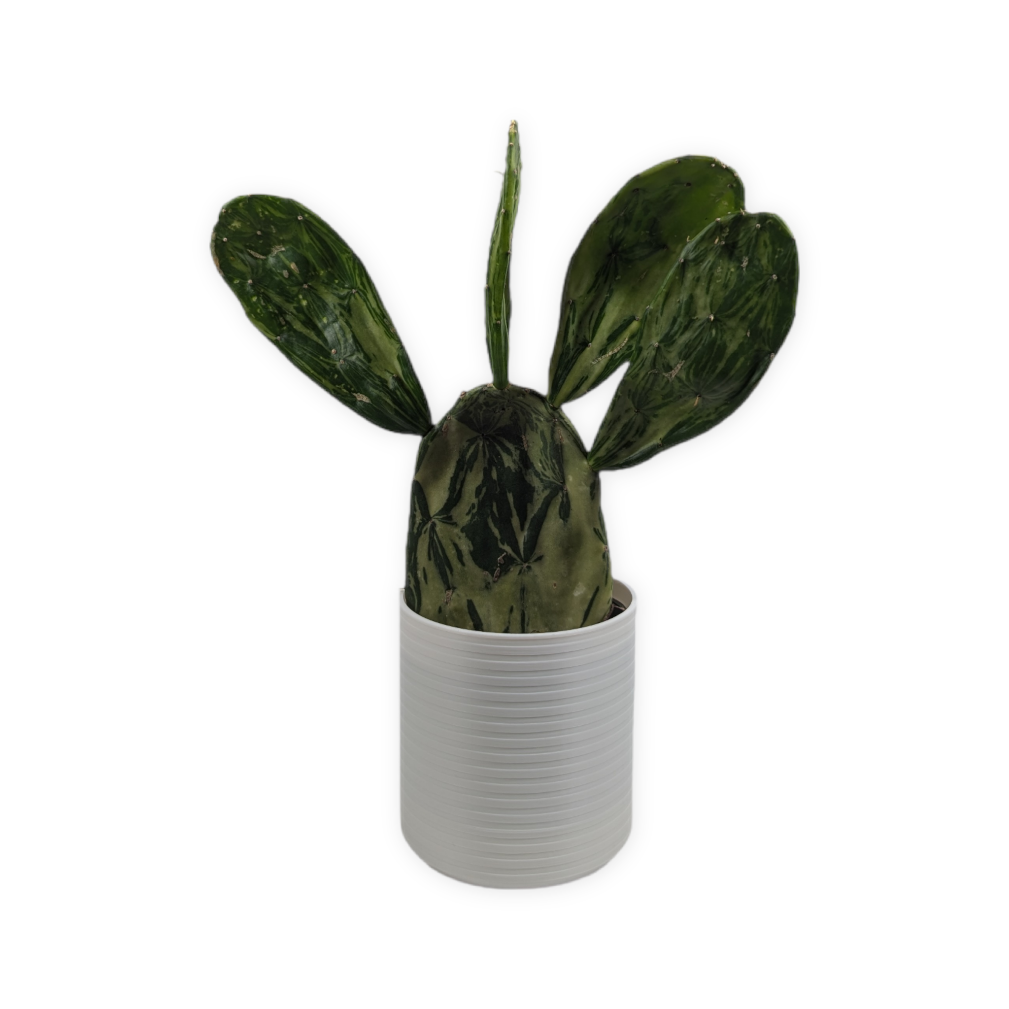 Leafprints.3d - Wholesale Plant Pot - The Talipot- 4 Inch Cover Pot (No Drainage)21
