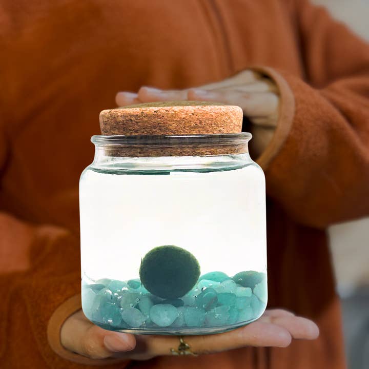 Moss Amigos | Moss Ball Terrariums - Wholesale Live Plant - Large Marimo Moss Ball with Aventurine Gemstones
