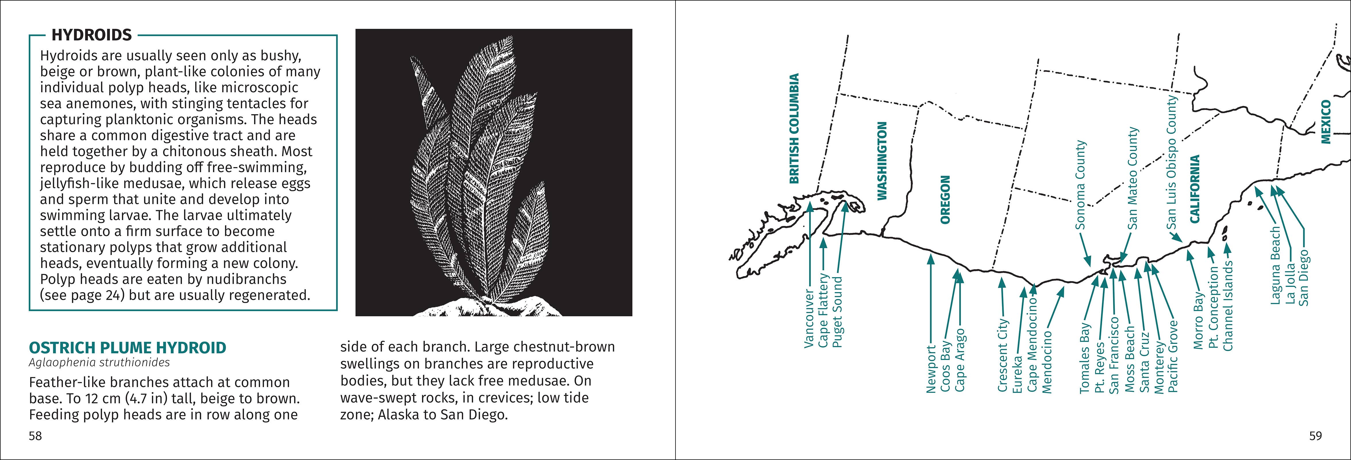 AdventureKEEN - Wholesale Nature & Outdoors Book - Pacific Intertidal Life 2nd Edition12