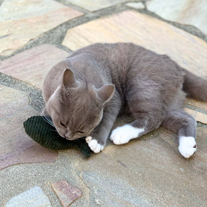 The Catery - Wholesale Pet toy – Cat - Fish scented pillow1