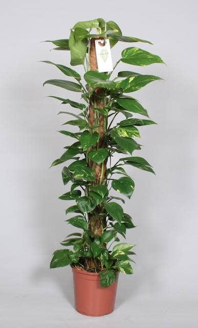 Oasis of Life – wholesale Live plant – Epipremnum Pinnatum Moss Pole – Scindapsus – Height 120cm – Ø24cm – Climbing Plant with Moss Stick – Air-Purifying Houseplant – Easy Care & Decorative for Indoors1