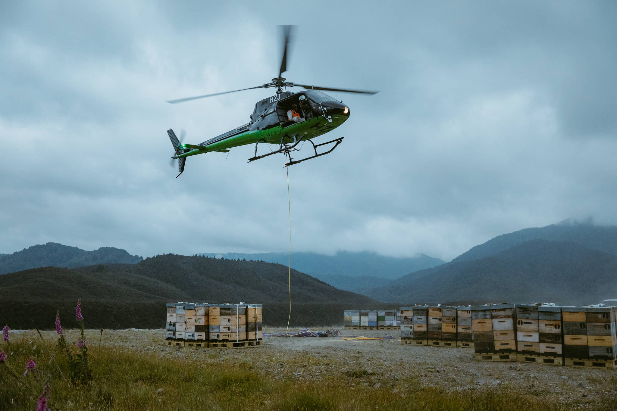 Zealandia Honey - Wholesale Honey - Zealandia Honey® Cobalt2