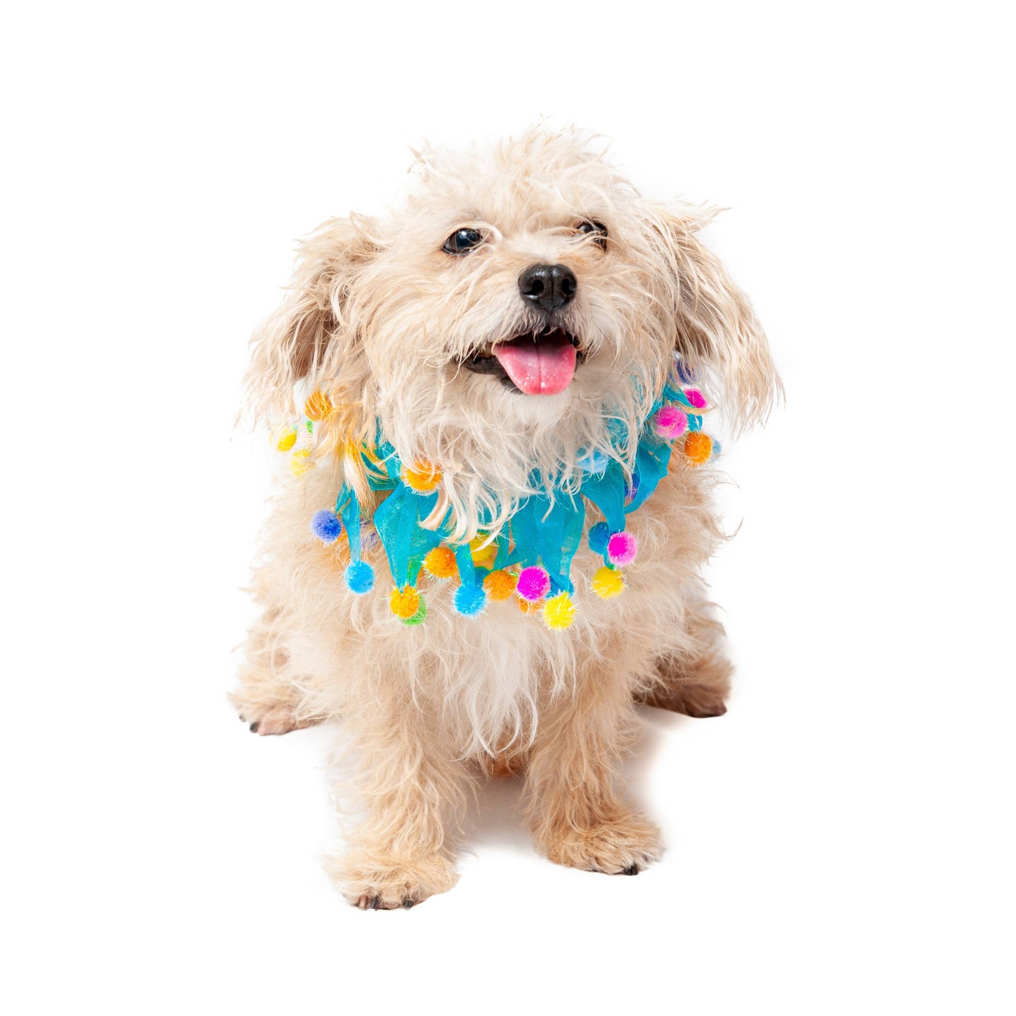 Midlee Designs - Wholesale Pet Collar - Dog - Midlee Blue Birthday Pom Pom Dog Collar3