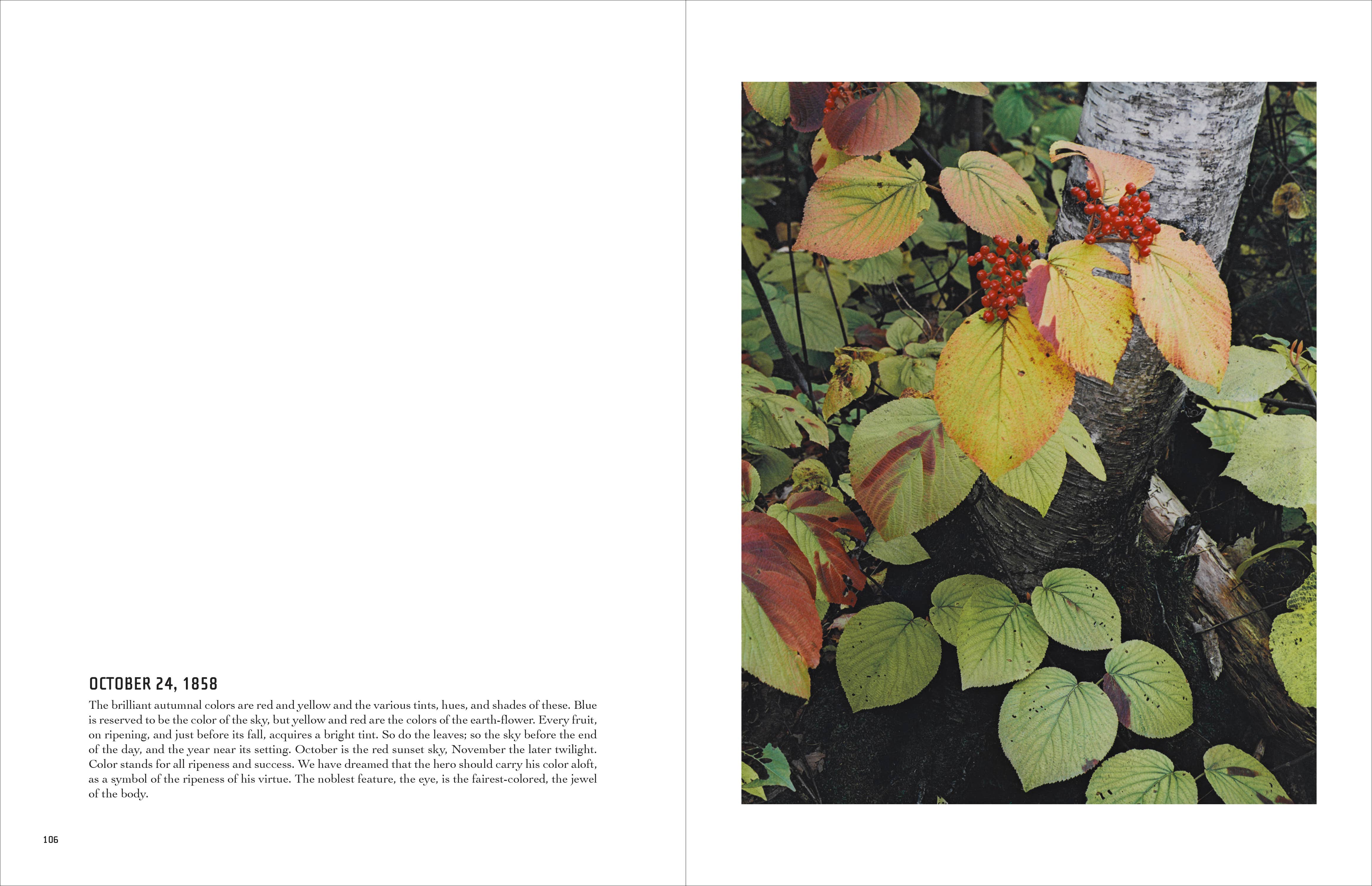 Chronicle Books - Wholesale Display Book - In Wildness2