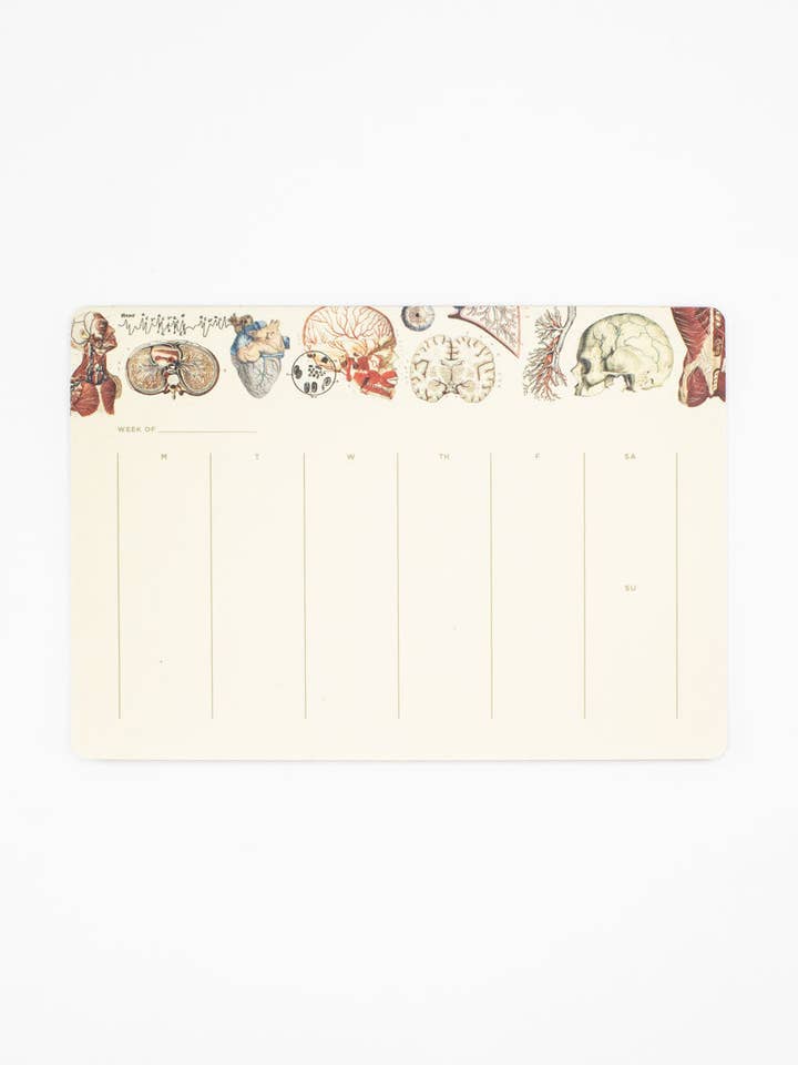 Bloc de Calendario de Anatomía Humana (Caja de 6) para venta al por mayor de Cognitive Surplus