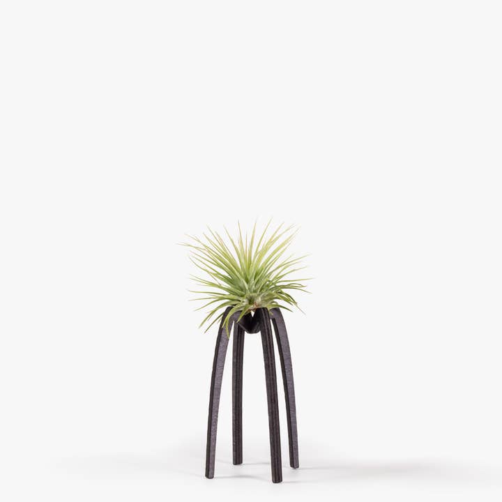 BOREEN Shop - Wholesale Live Plant - Tillandsia air plant with Essi wooden support4