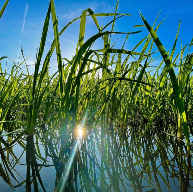 Oregon Wild Rice wholesale products