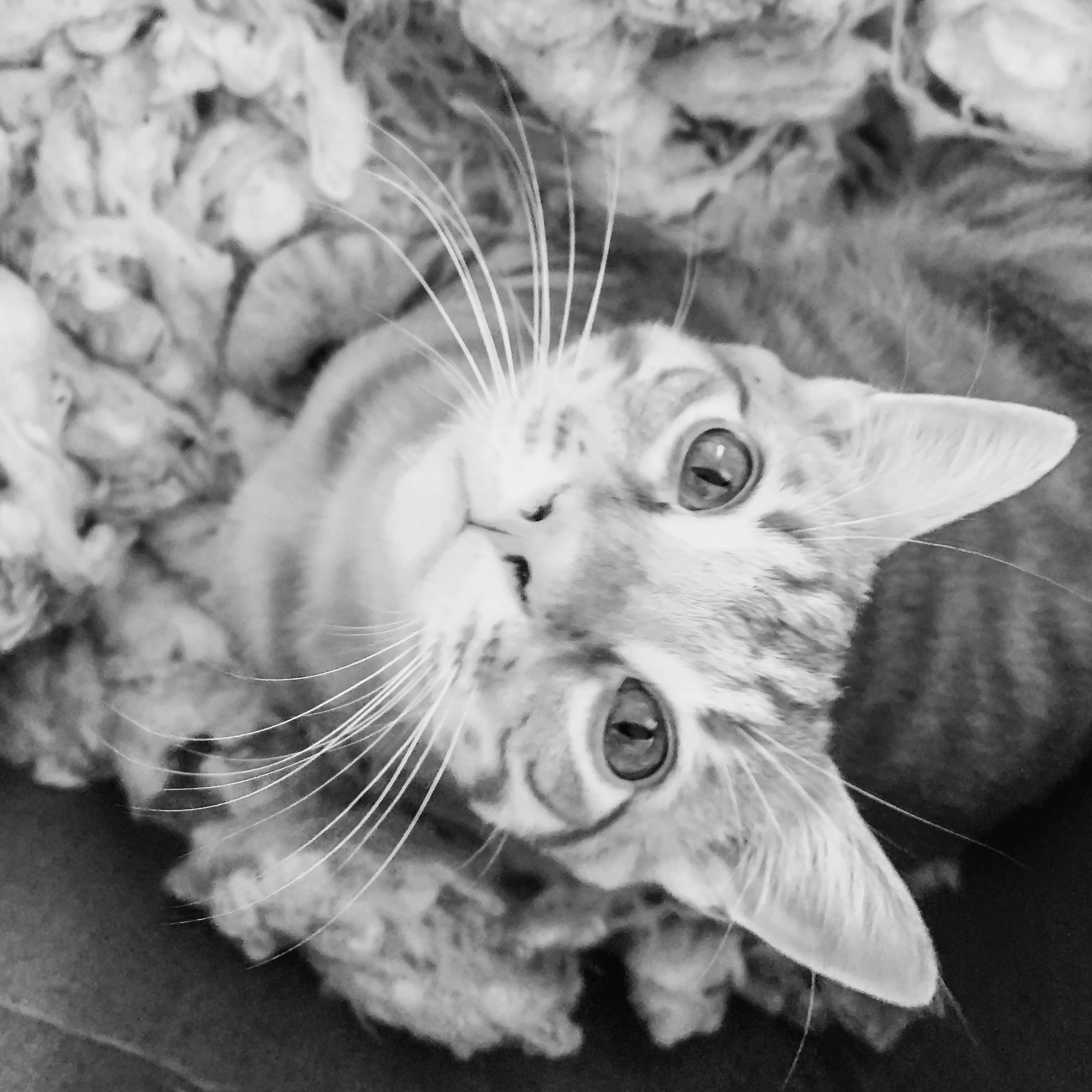 Ciao Gatto Cat Market – Engroshandel Legetøj - Kat – Avogatto filtret uld kattelegetøj8