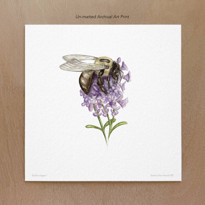 Eastern Carpenter Bee Art Print for wholesale by Rachael Bee Artwork