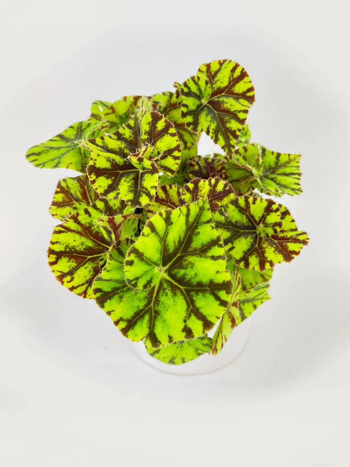 Begonia Tiger Kitten Paws for wholesale by Bumble Plants