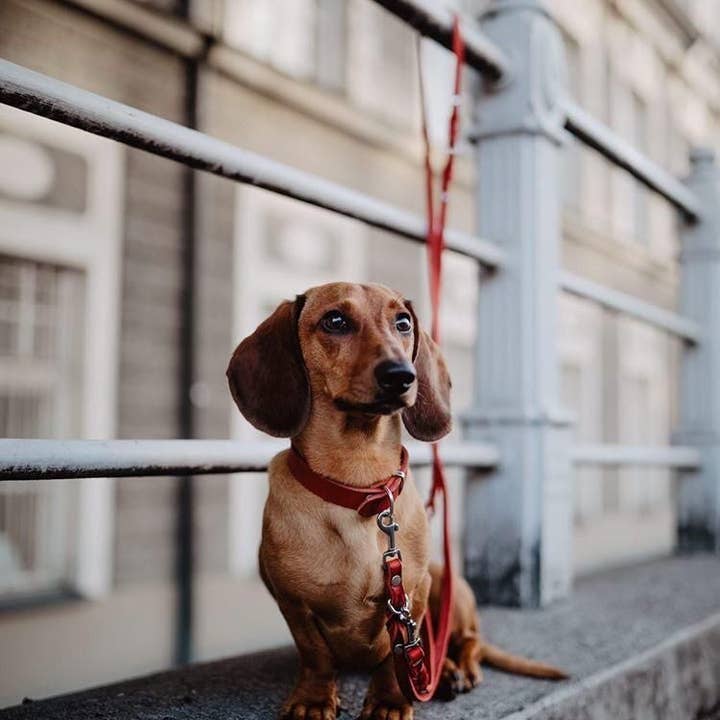 Molly and Stitch - Wholesale Pet Collar - Dog - Butter Leather Dog Collar - Chili Red7